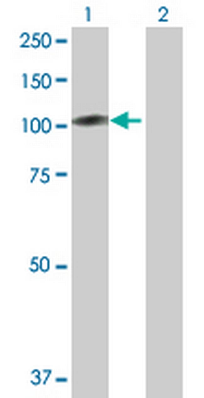 BCAR1 Antibody in Western Blot (WB)