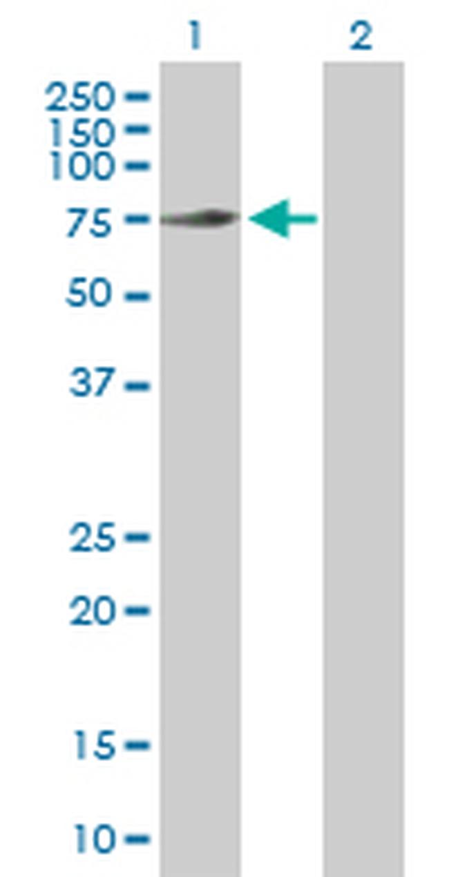 GTPBP1 Antibody in Western Blot (WB)