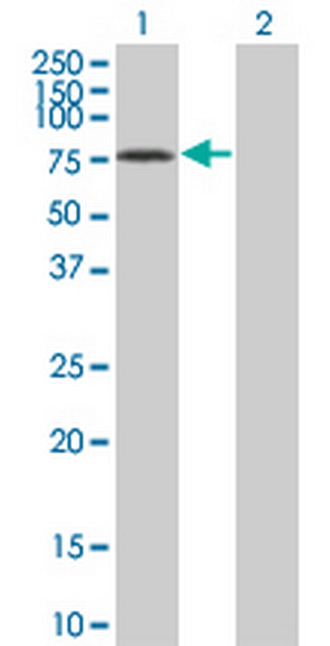 GTPBP1 Antibody in Western Blot (WB)