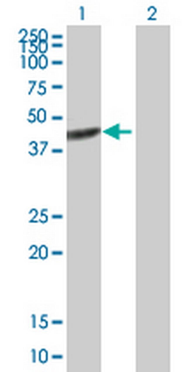 BRE Antibody in Western Blot (WB)