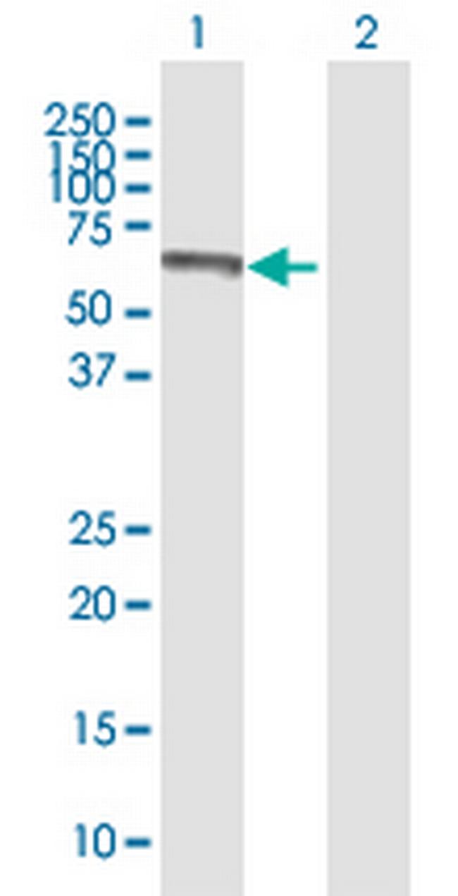 CREB5 Antibody in Western Blot (WB)