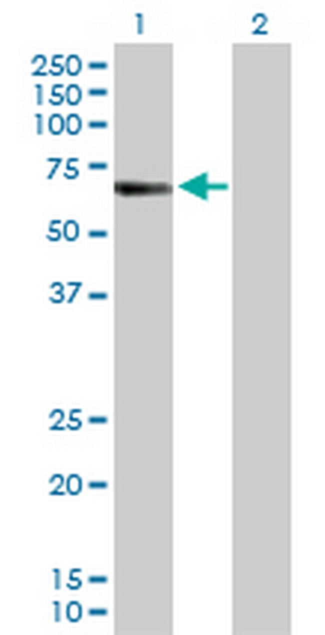 CREB5 Antibody in Western Blot (WB)