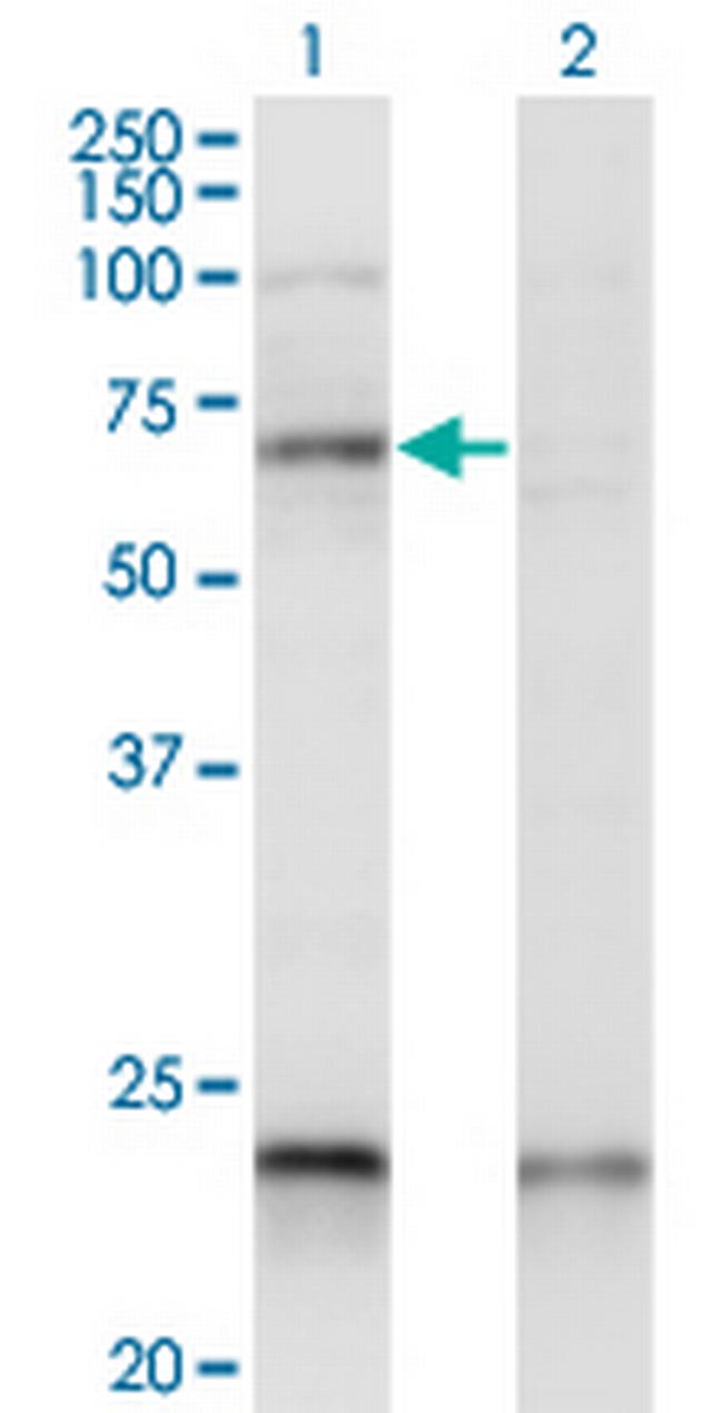 CREB5 Antibody in Western Blot (WB)