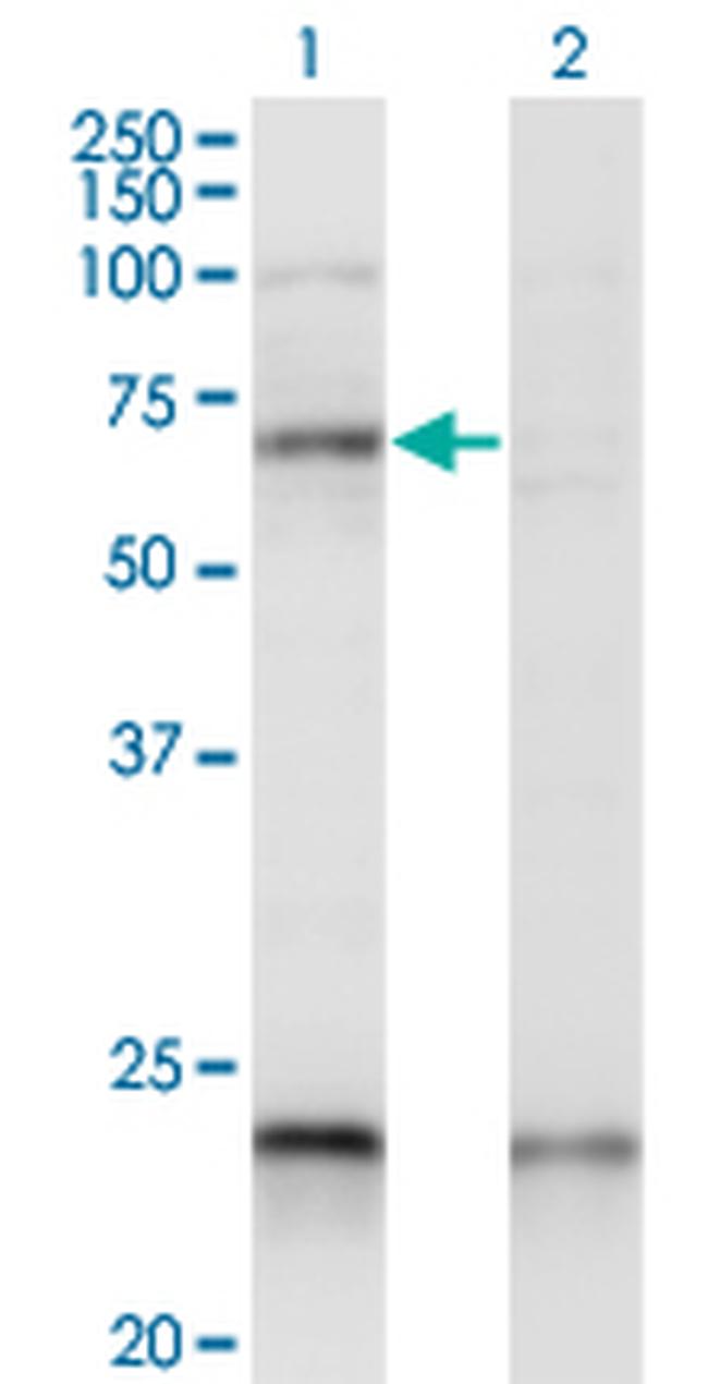 CREB5 Antibody in Western Blot (WB)