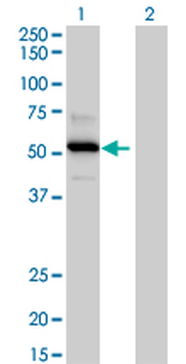 TRAF4 Antibody in Western Blot (WB)