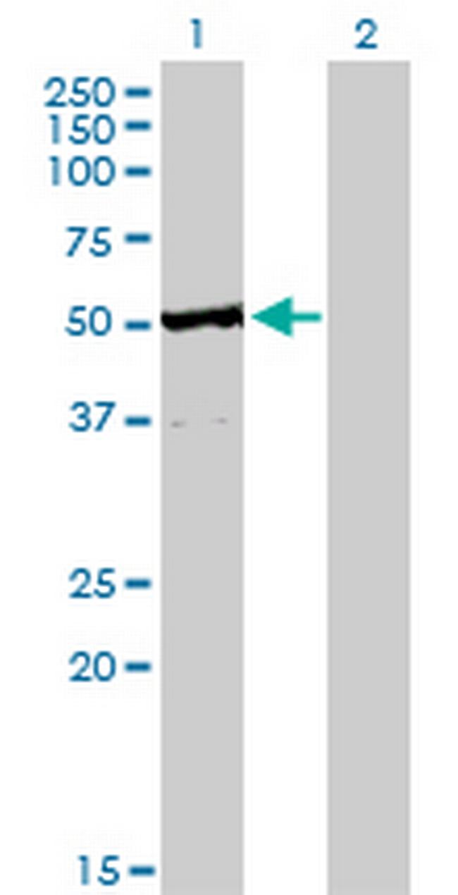 TRAF4 Antibody in Western Blot (WB)