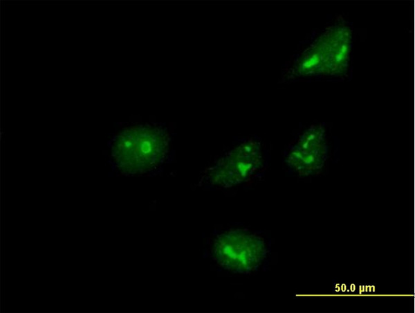 ARHGEF10 Antibody in Immunocytochemistry (ICC/IF)
