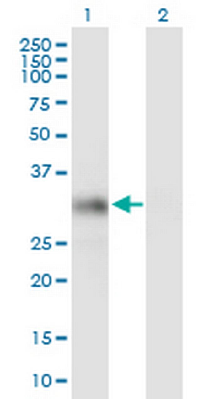 HS2ST1 Antibody in Western Blot (WB)