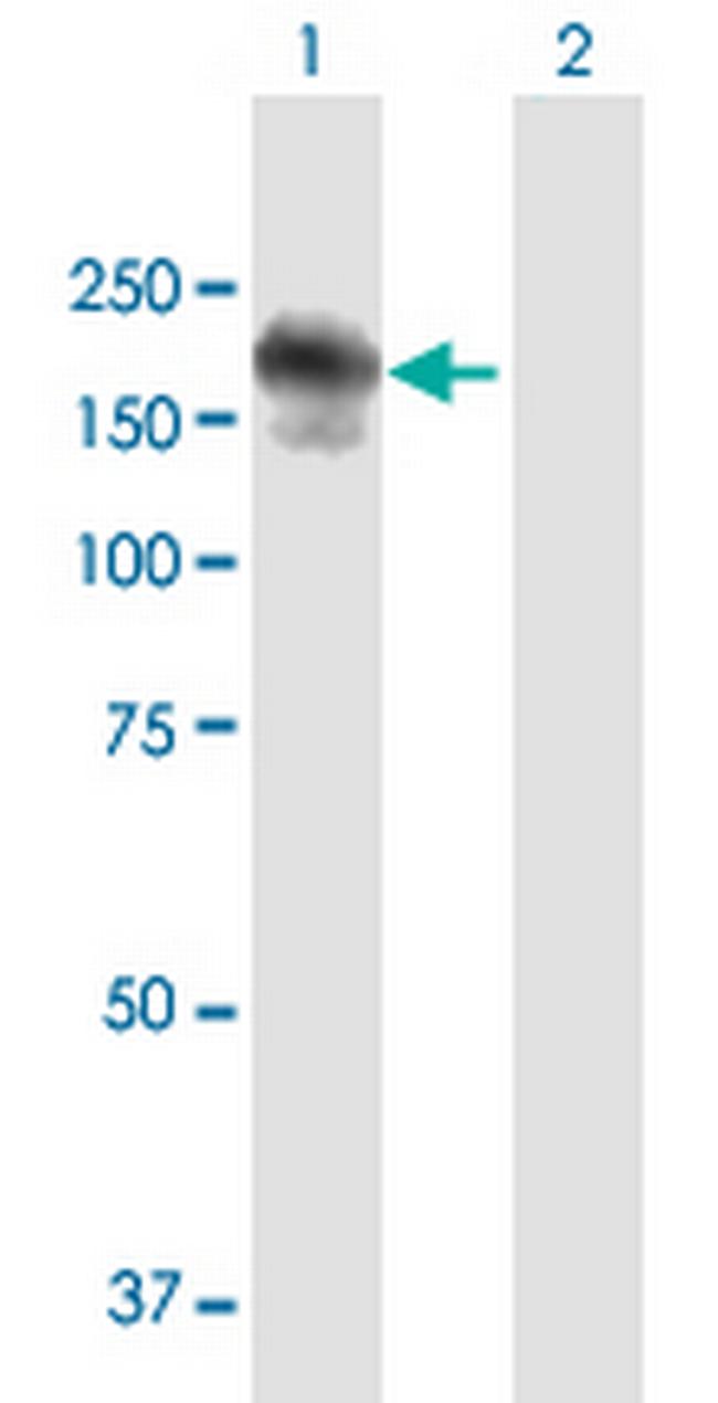 RIMS2 Antibody in Western Blot (WB)