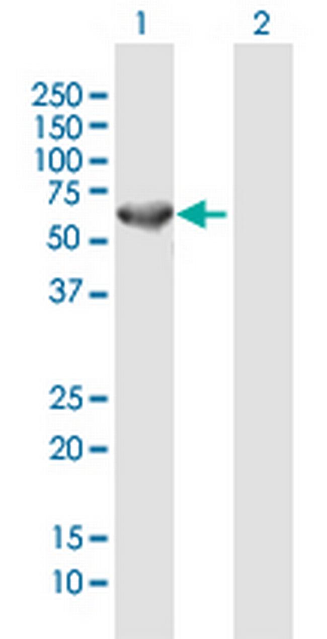 CEP57 Antibody in Western Blot (WB)