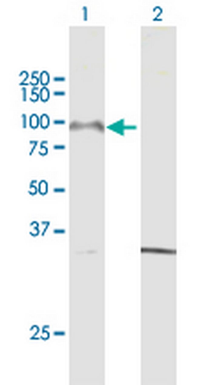 PCDHGA8 Antibody in Western Blot (WB)
