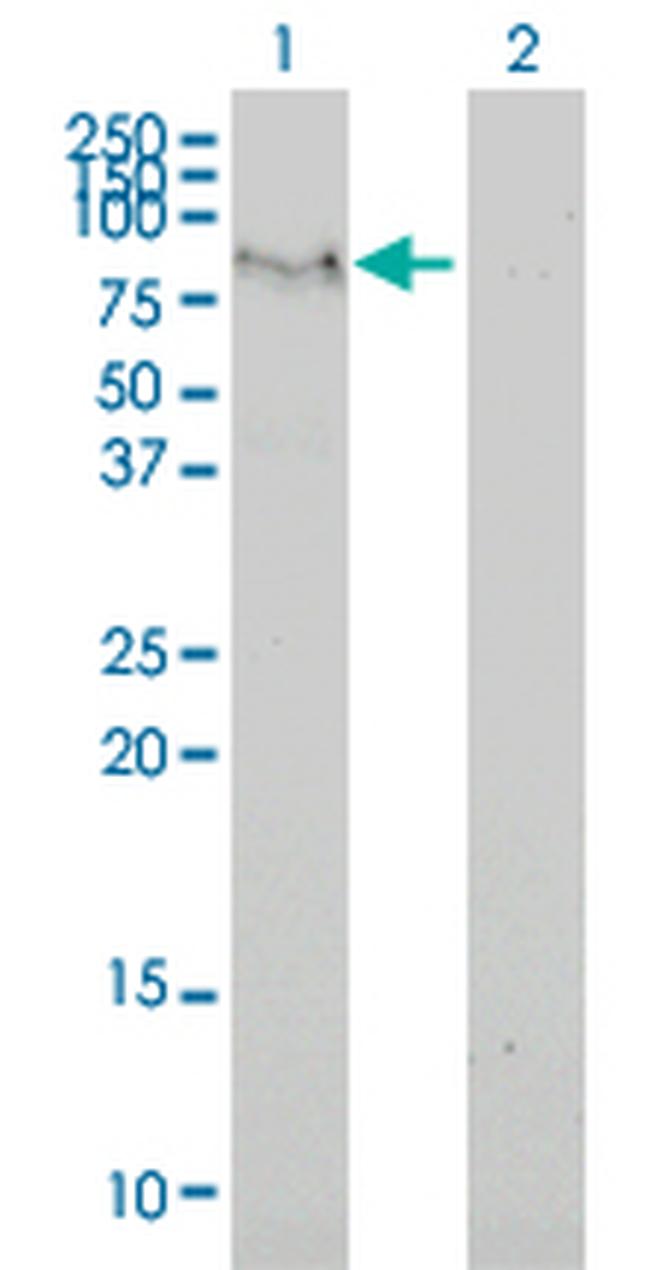 C6ORF32 Antibody in Western Blot (WB)