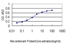 KIAA0101 Antibody in ELISA (ELISA)