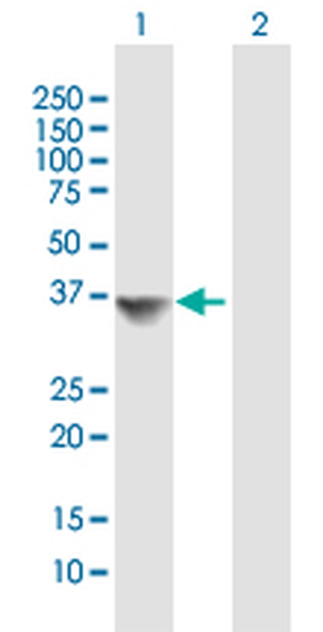 MRPL19 Antibody in Western Blot (WB)