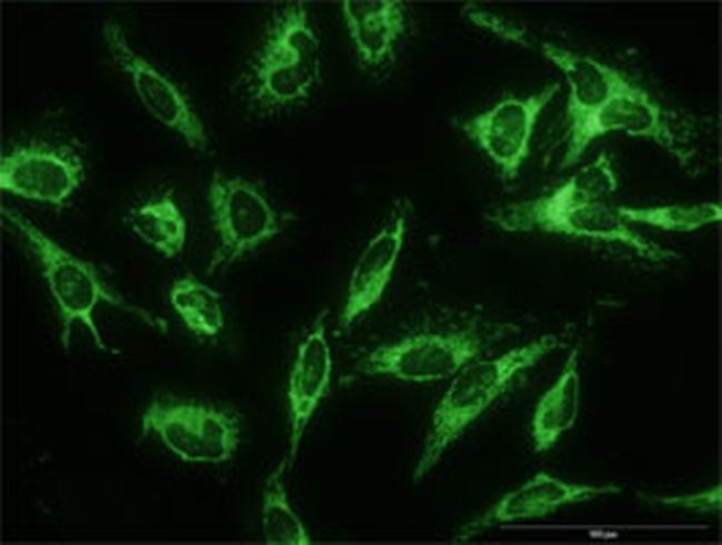 TOMM20 Antibody in Immunocytochemistry (ICC/IF)
