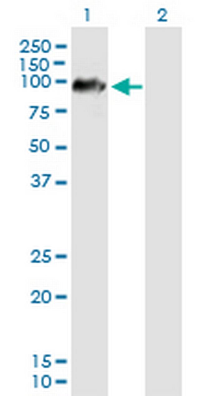 ARMCX2 Antibody in Western Blot (WB)
