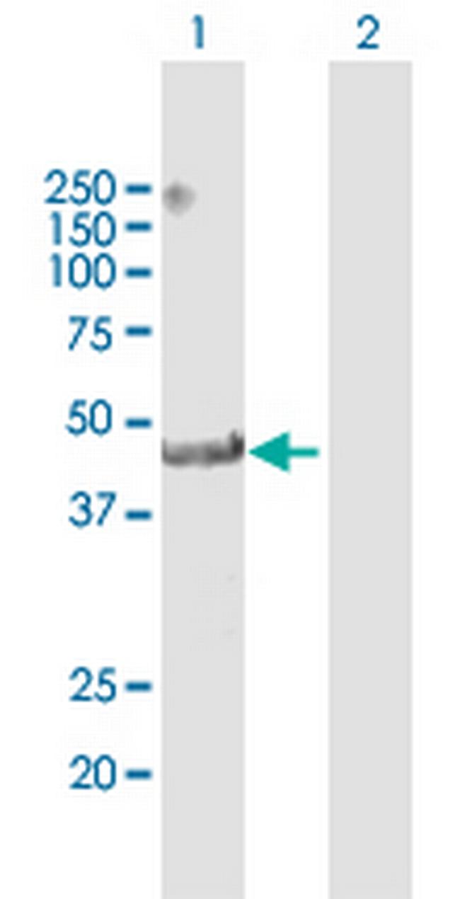 TRIM14 Antibody in Western Blot (WB)