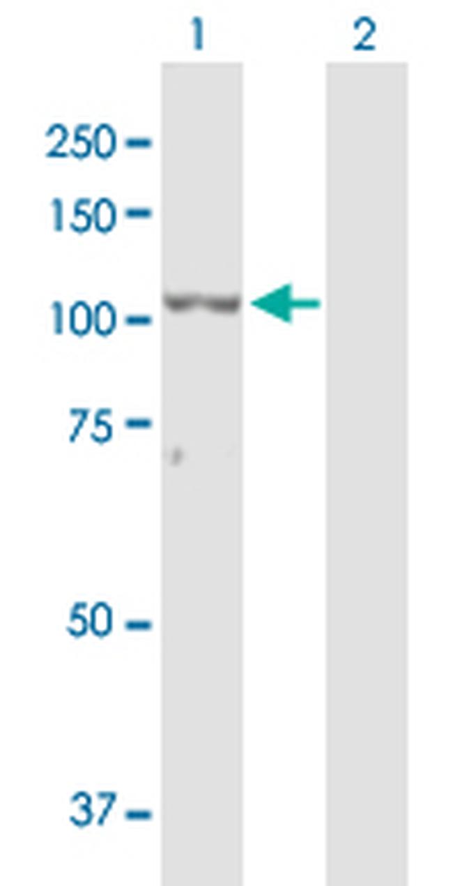 ZEB2 Antibody in Western Blot (WB)