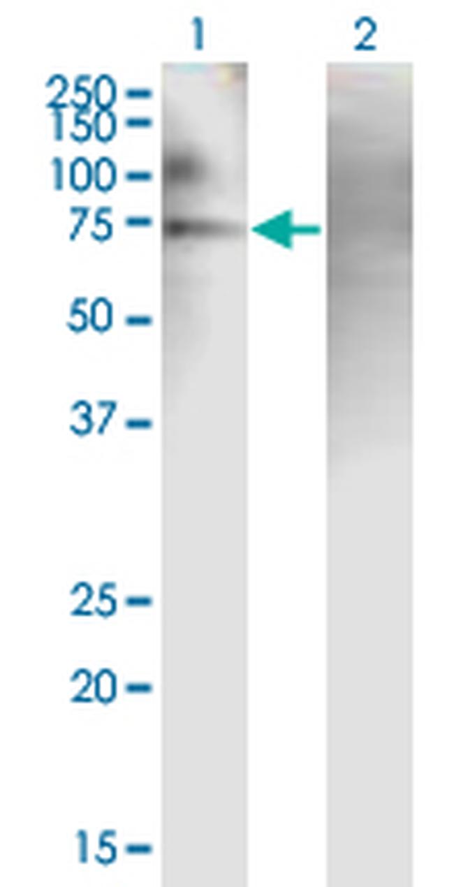 PJA2 Antibody in Western Blot (WB)