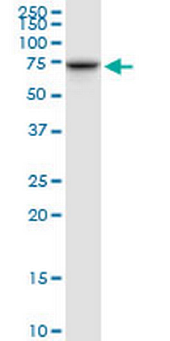 TOMM70A Antibody in Western Blot (WB)