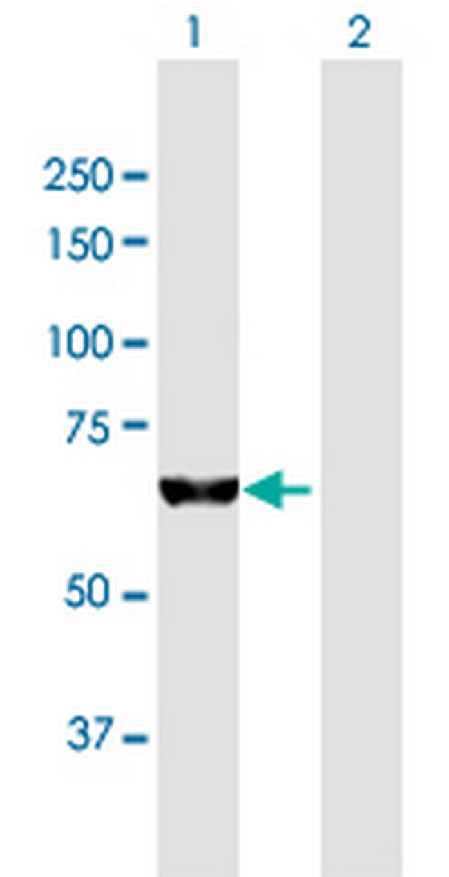 KIAA0020 Antibody in Western Blot (WB)