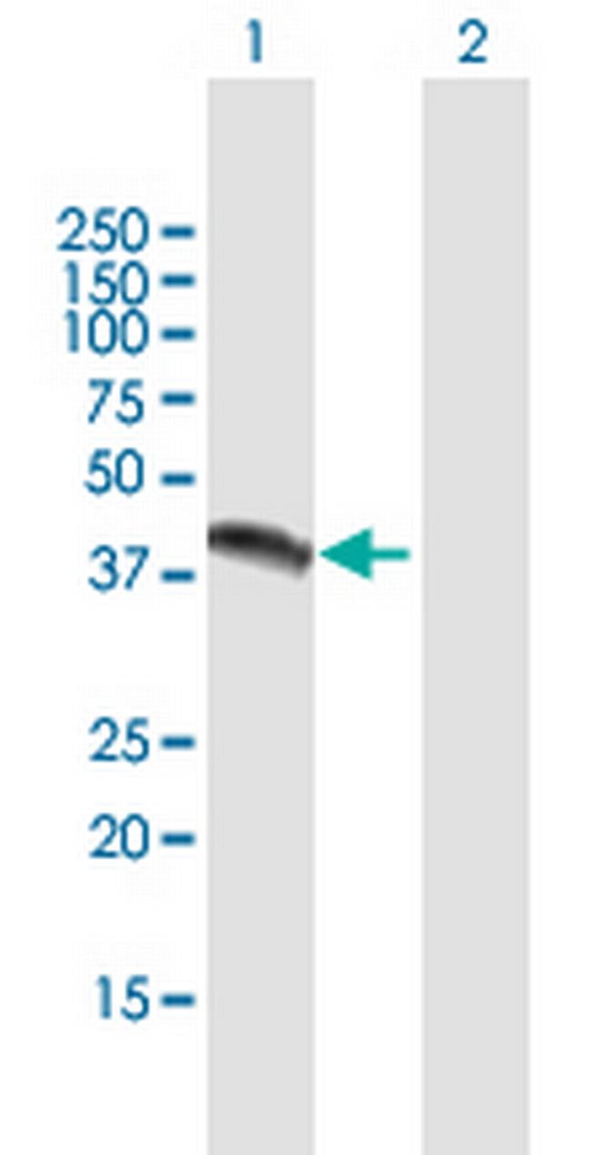NR1I3 Antibody in Western Blot (WB)