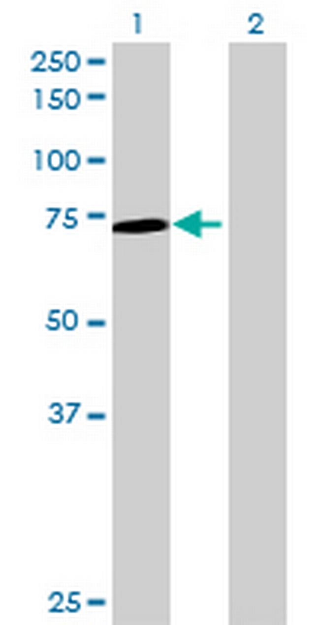 NR1D2 Antibody in Western Blot (WB)