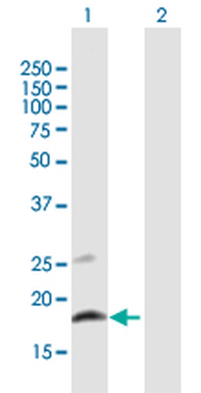 CLEC2B Antibody in Western Blot (WB)