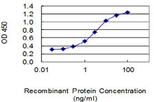 FRAT1 Antibody in ELISA (ELISA)