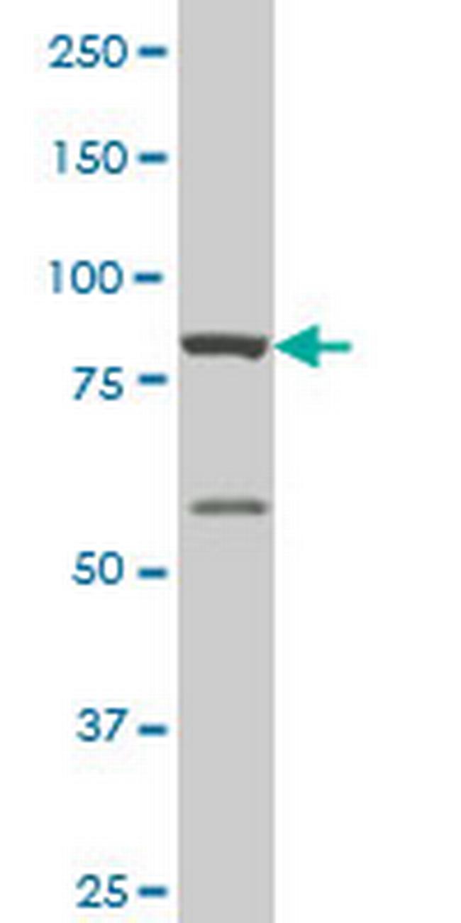 THRAP5 Antibody in Western Blot (WB)