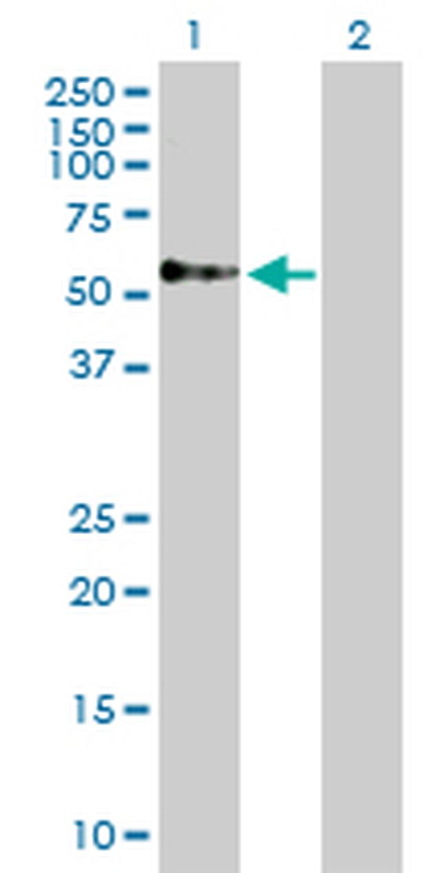 TOM1 Antibody in Western Blot (WB)