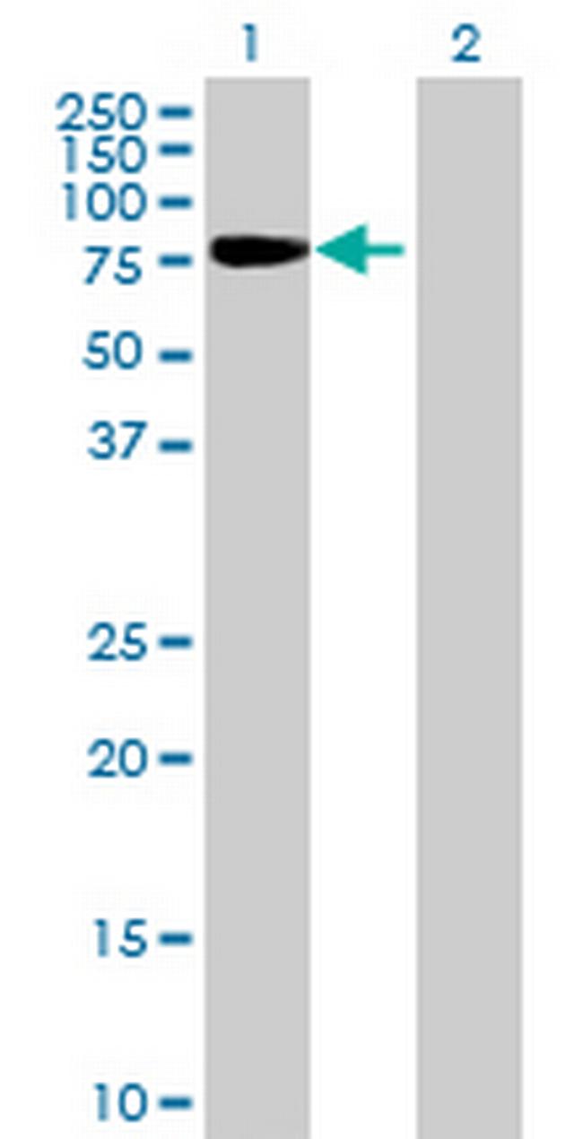 SH2D3C Antibody in Western Blot (WB)