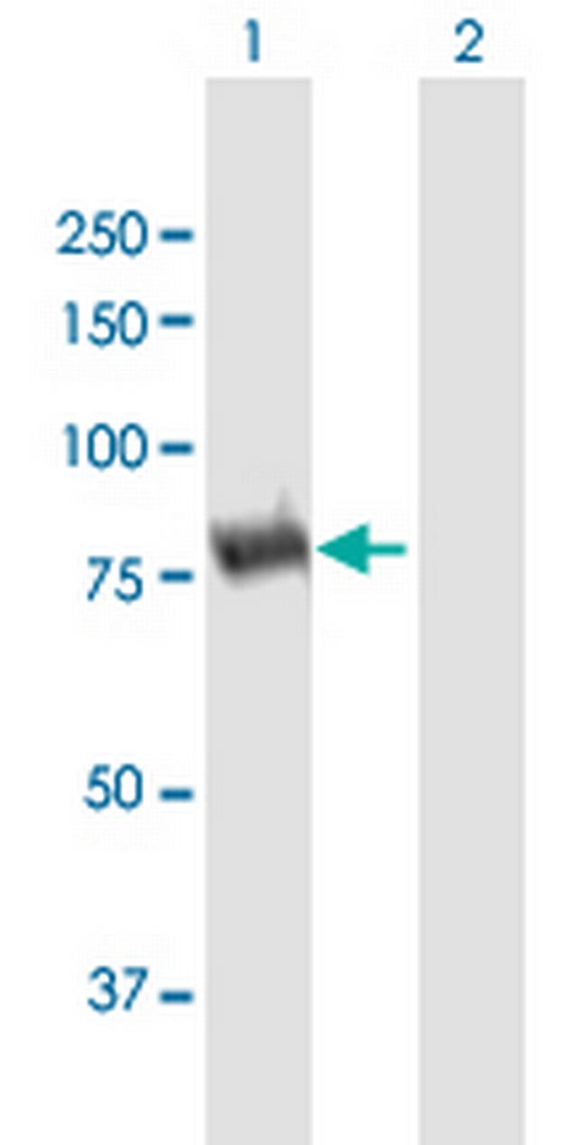 DPP3 Antibody in Western Blot (WB)