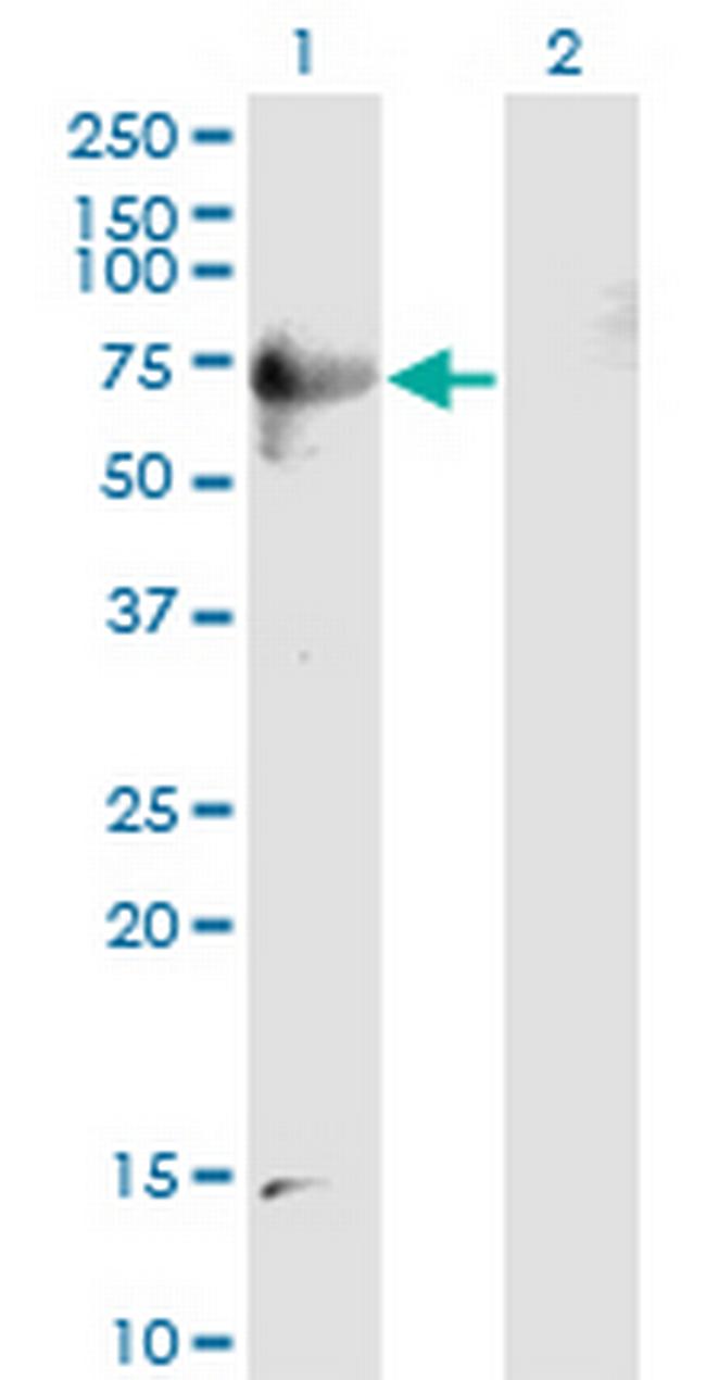 DPP3 Antibody in Western Blot (WB)