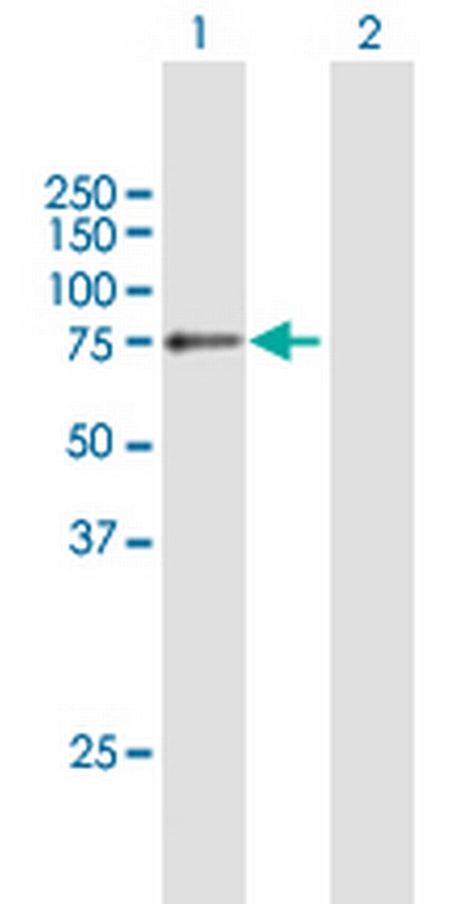COL4A3BP Antibody in Western Blot (WB)
