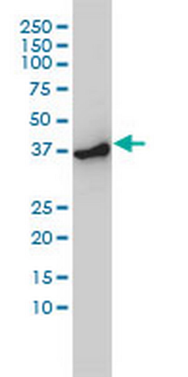 ACTR2 Antibody in Western Blot (WB)
