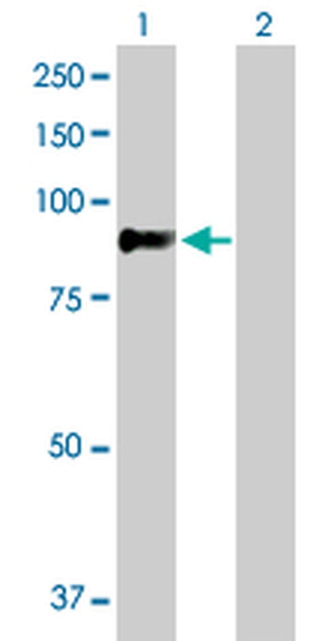 ZNF263 Antibody in Western Blot (WB)