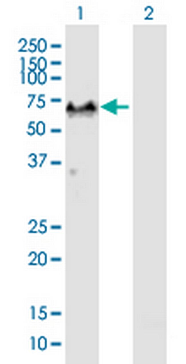 G3BP1 Antibody in Western Blot (WB)