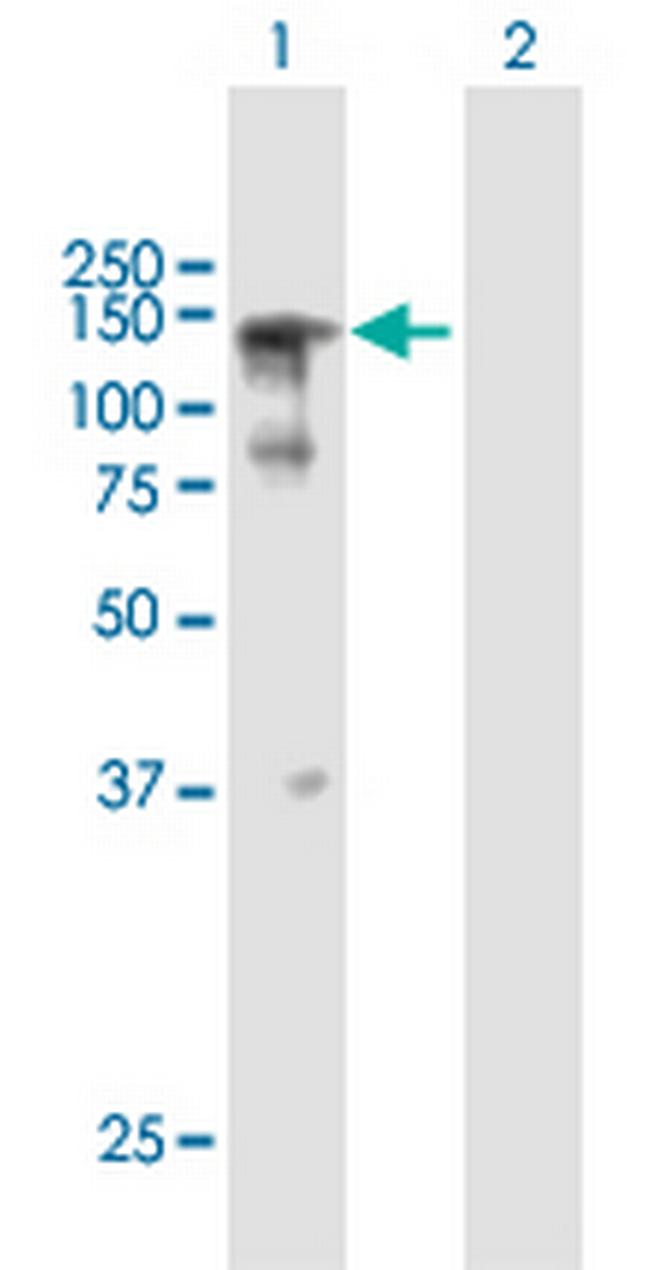 SFRS14 Antibody in Western Blot (WB)