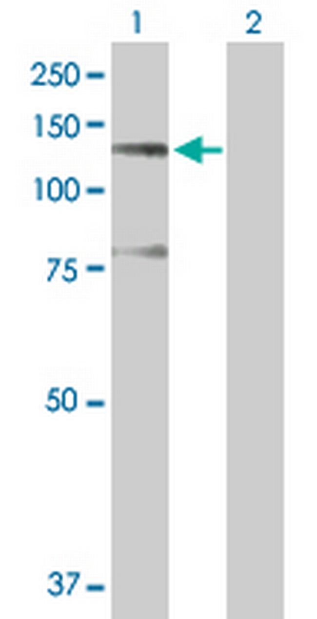 SFRS14 Antibody in Western Blot (WB)