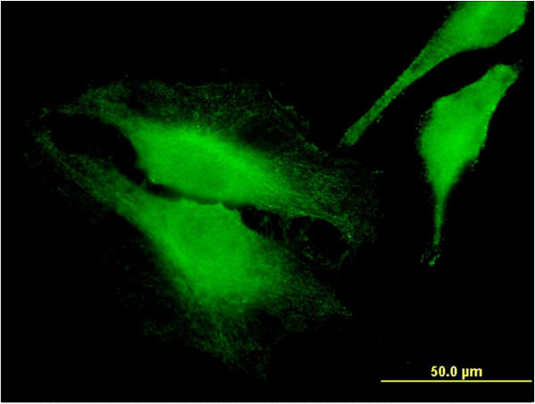 FARP1 Antibody in Immunocytochemistry (ICC/IF)