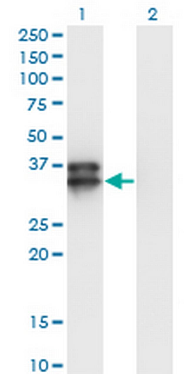OLIG2 Antibody in Western Blot (WB)