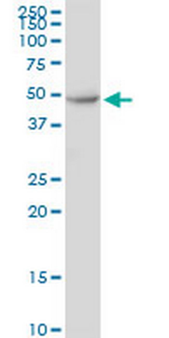 ANGPTL7 Antibody in Western Blot (WB)