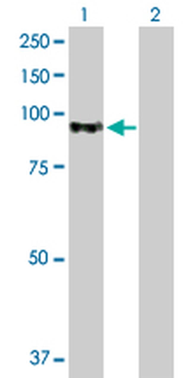 AKAP8 Antibody in Western Blot (WB)