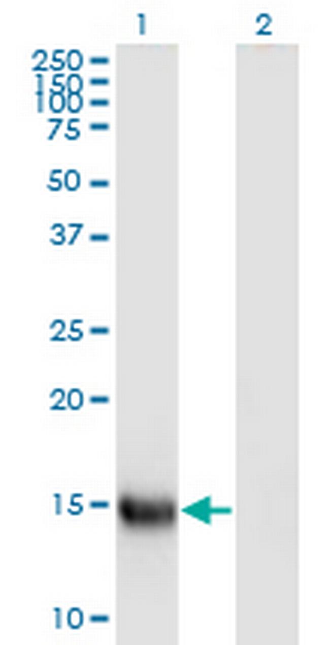 APEG1 Antibody in Western Blot (WB)