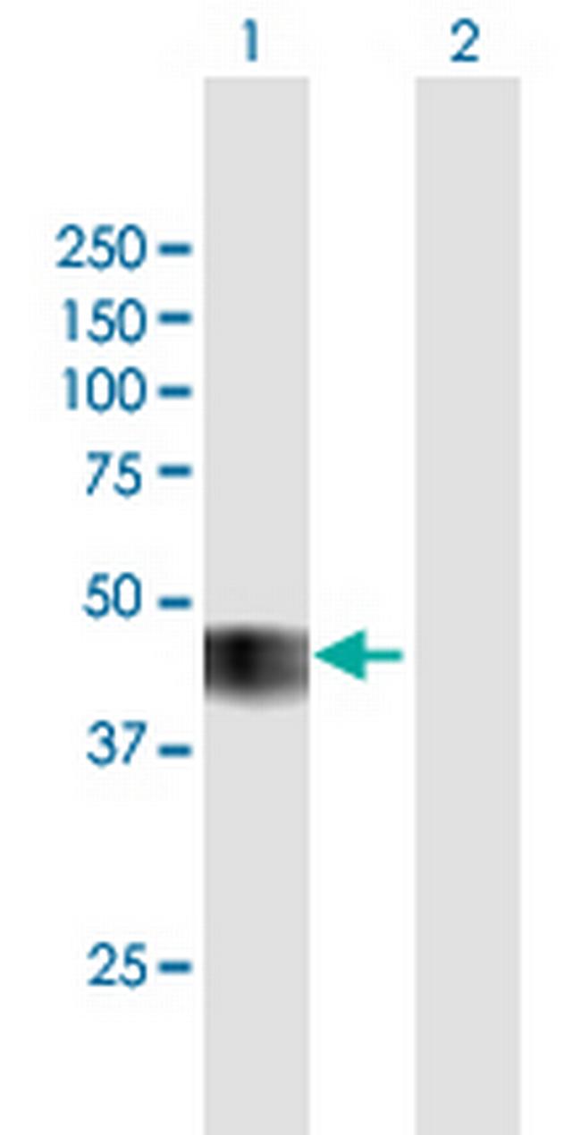 CCNO Antibody in Western Blot (WB)
