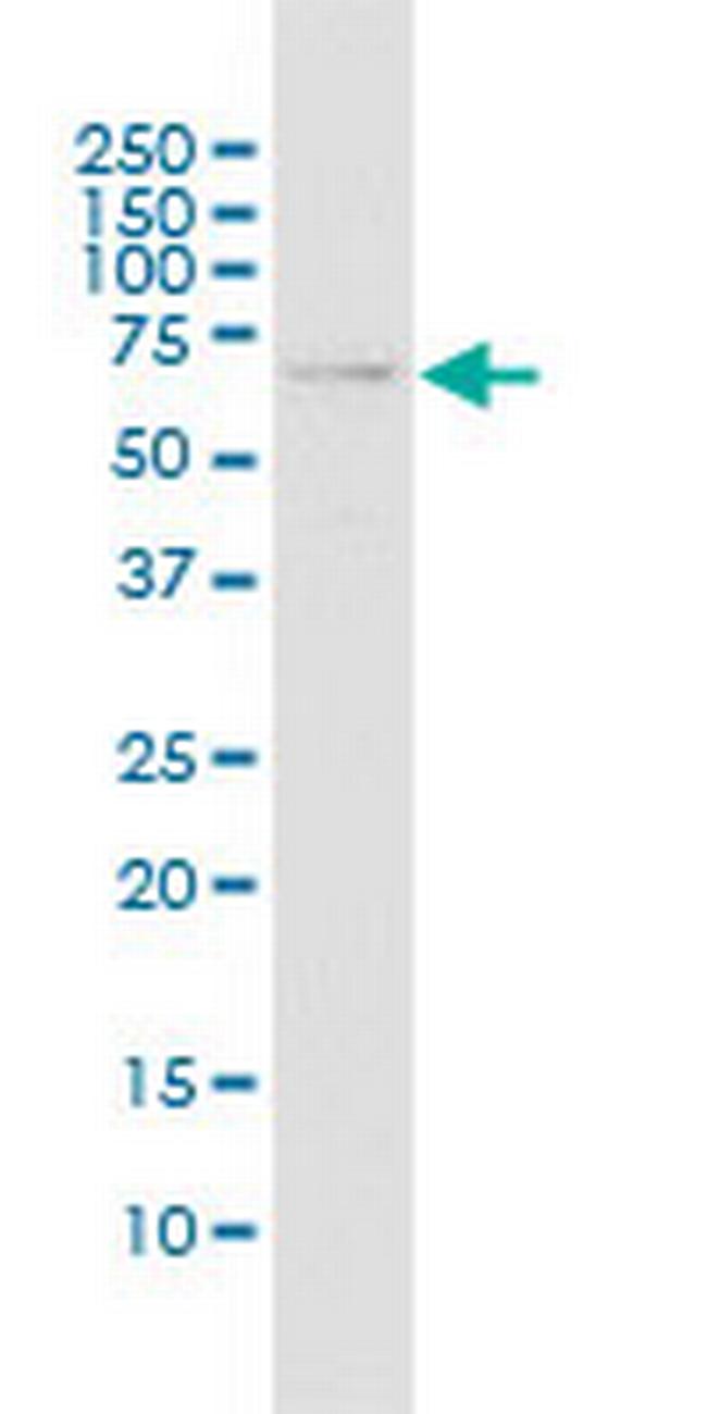 TRIM22 Antibody in Western Blot (WB)