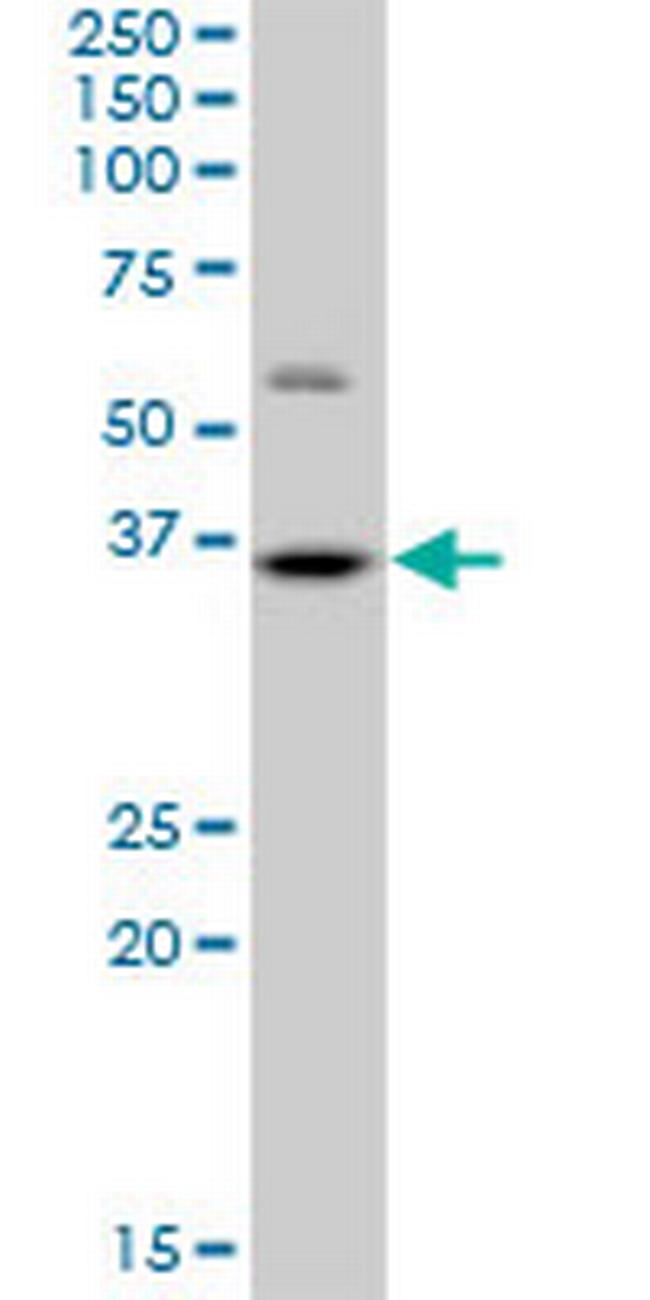 HMG20B Antibody in Western Blot (WB)