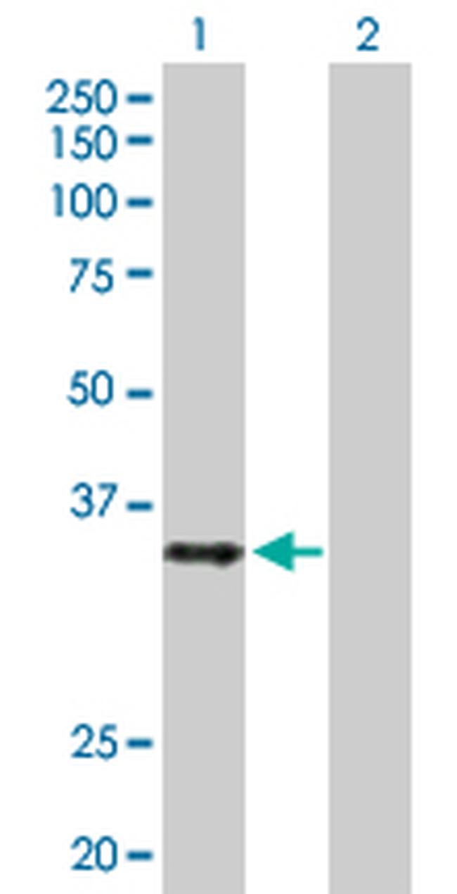 HMG20B Antibody in Western Blot (WB)
