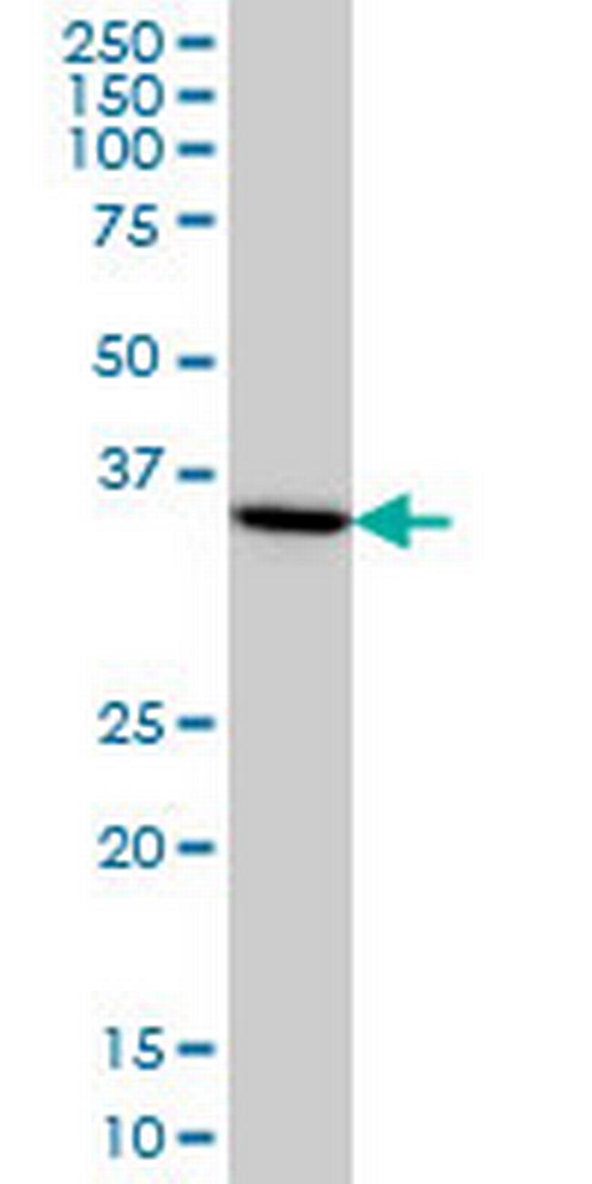 HMG20B Antibody in Western Blot (WB)